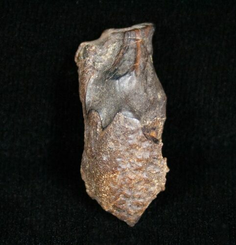 Partial Triceratops Tooth - #4461